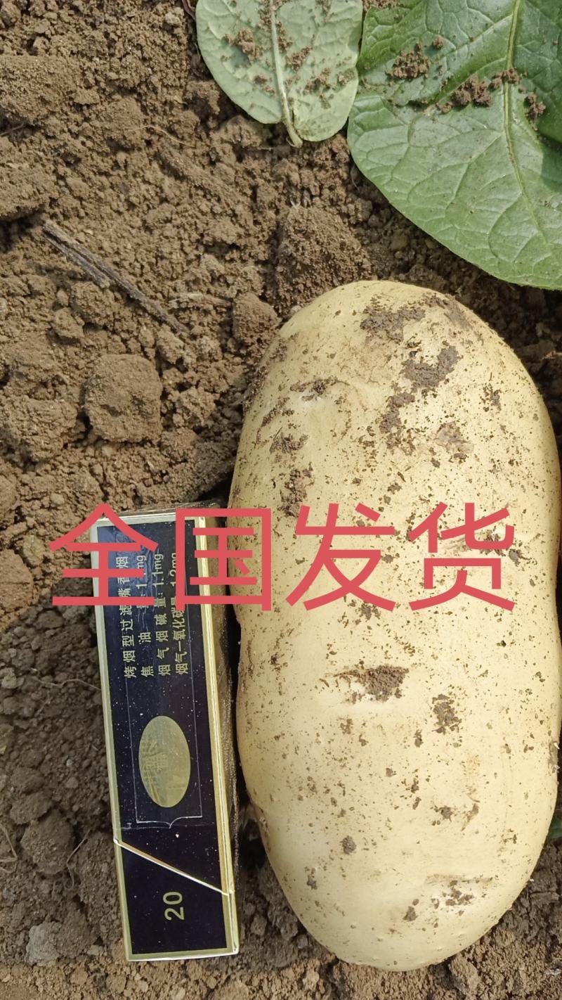 山东希森，荷兰！沃土，内蒙V7，陕西榆林货，