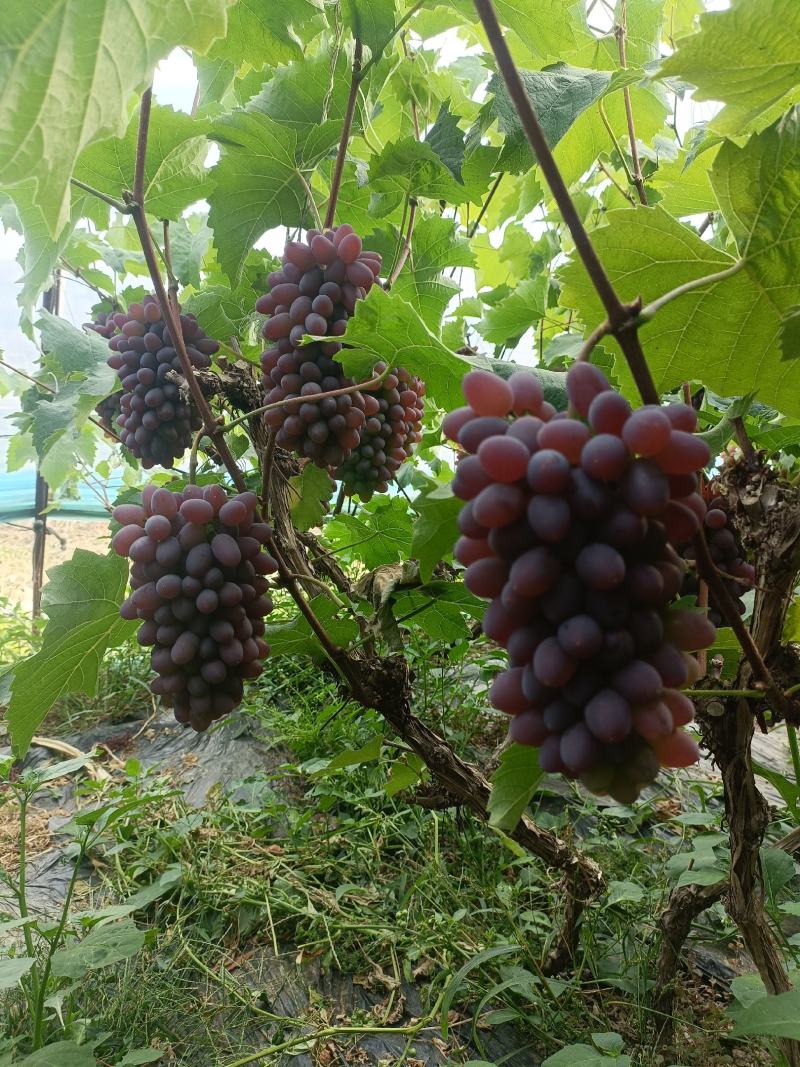 茉莉香葡萄大颗粒基地现货，保质保量，量大优惠电联采购