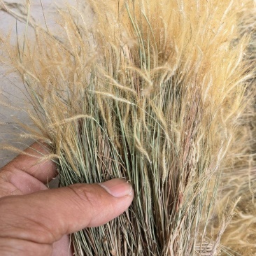 金丝草猫毛草云南毛毛草山区毛猫草农村土货金丝草