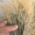 金丝草猫毛草云南毛毛草山区毛猫草农村土货金丝草
