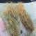 金丝草猫毛草云南毛毛草山区毛猫草农村土货金丝草