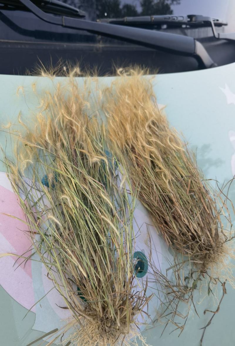 金丝草猫毛草云南毛毛草山区毛猫草农村土货金丝草