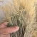 金丝草猫毛草云南毛毛草山区毛猫草农村土货金丝草