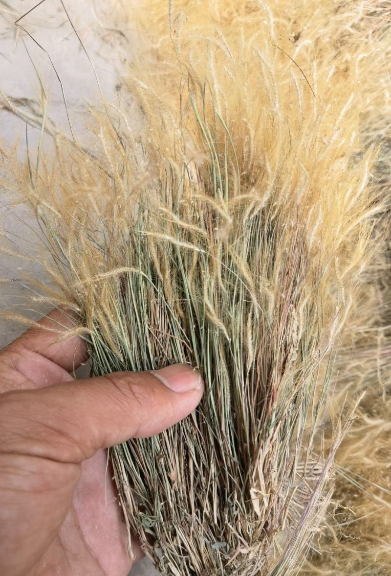 金丝草猫毛草云南毛毛草山区毛猫草农村土货金丝草