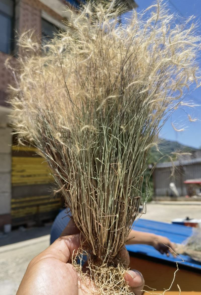 金丝草猫毛草云南毛毛草山区毛猫草农村土货金丝草