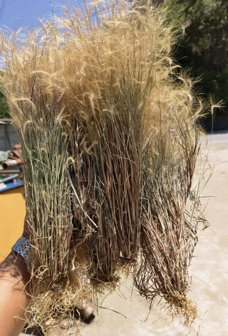 金丝草猫毛草云南毛毛草山区毛猫草农村土货金丝草