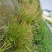 金丝草猫毛草云南毛毛草山区毛猫草农村土货金丝草