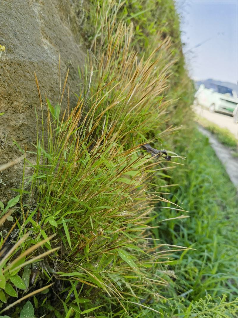金丝草猫毛草云南毛毛草山区毛猫草农村土货金丝草