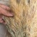 金丝草猫毛草云南毛毛草山区毛猫草农村土货金丝草