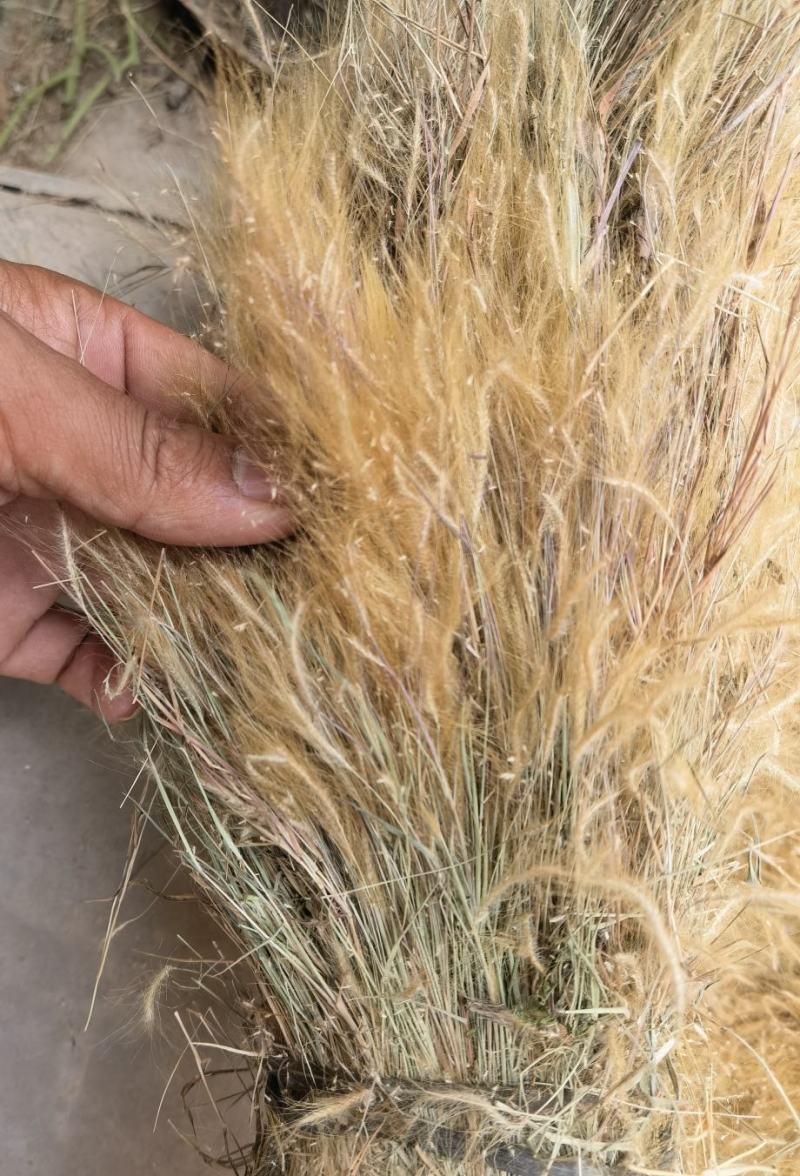 金丝草猫毛草云南毛毛草山区毛猫草农村土货金丝草