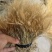 金丝草猫毛草云南毛毛草山区毛猫草农村土货金丝草