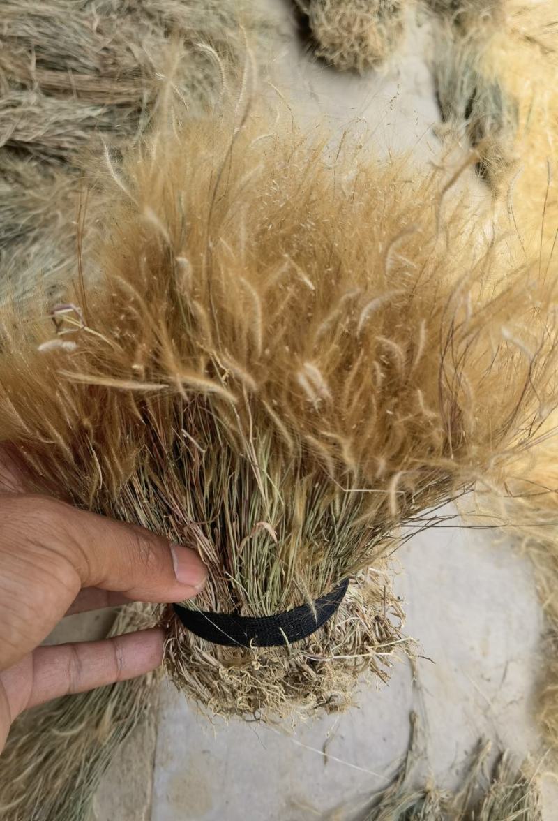 金丝草猫毛草云南毛毛草山区毛猫草农村土货金丝草