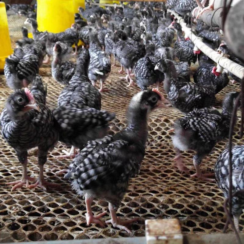 芦花，芦花鸡一年能产300枚左右的蛋量大从优去全国发货