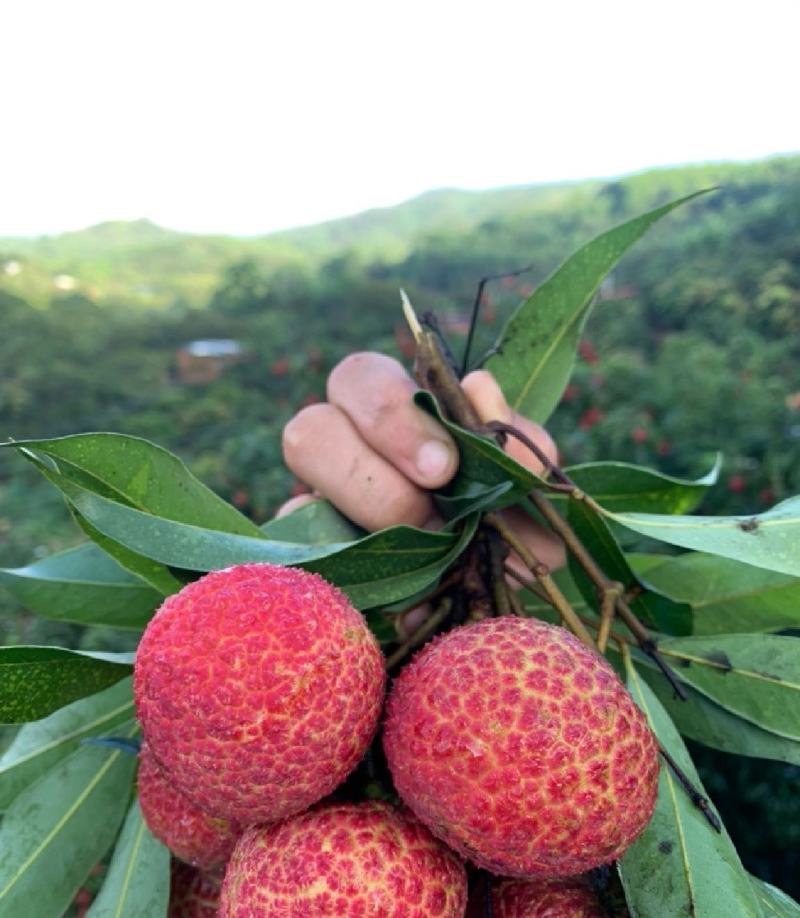 白糖罂，妃子笑荔枝产地一手货源，需要的老板请联系！