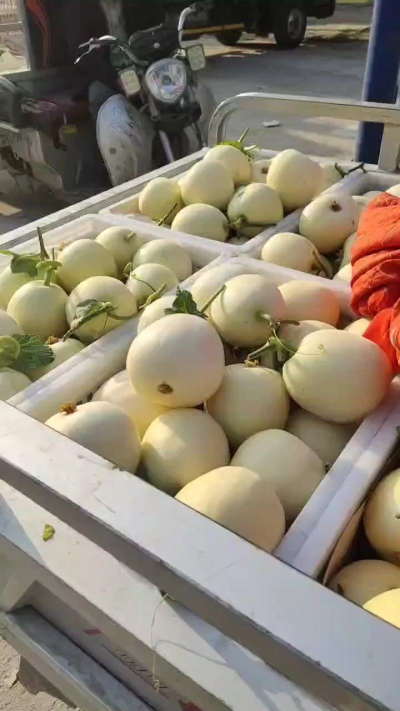 安徽砀山精品白莎蜜