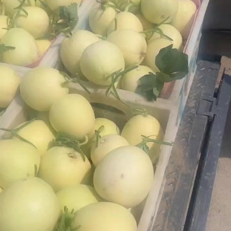 安徽砀山精品白莎蜜