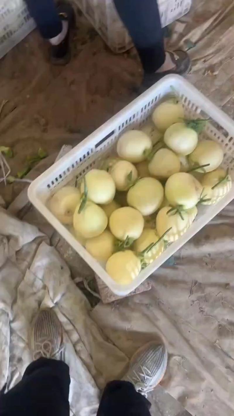 安徽砀山精品白莎蜜