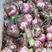 紫皮蒜开封大蒜新鲜大蒜把子蒜大量上市产地直发全国发货