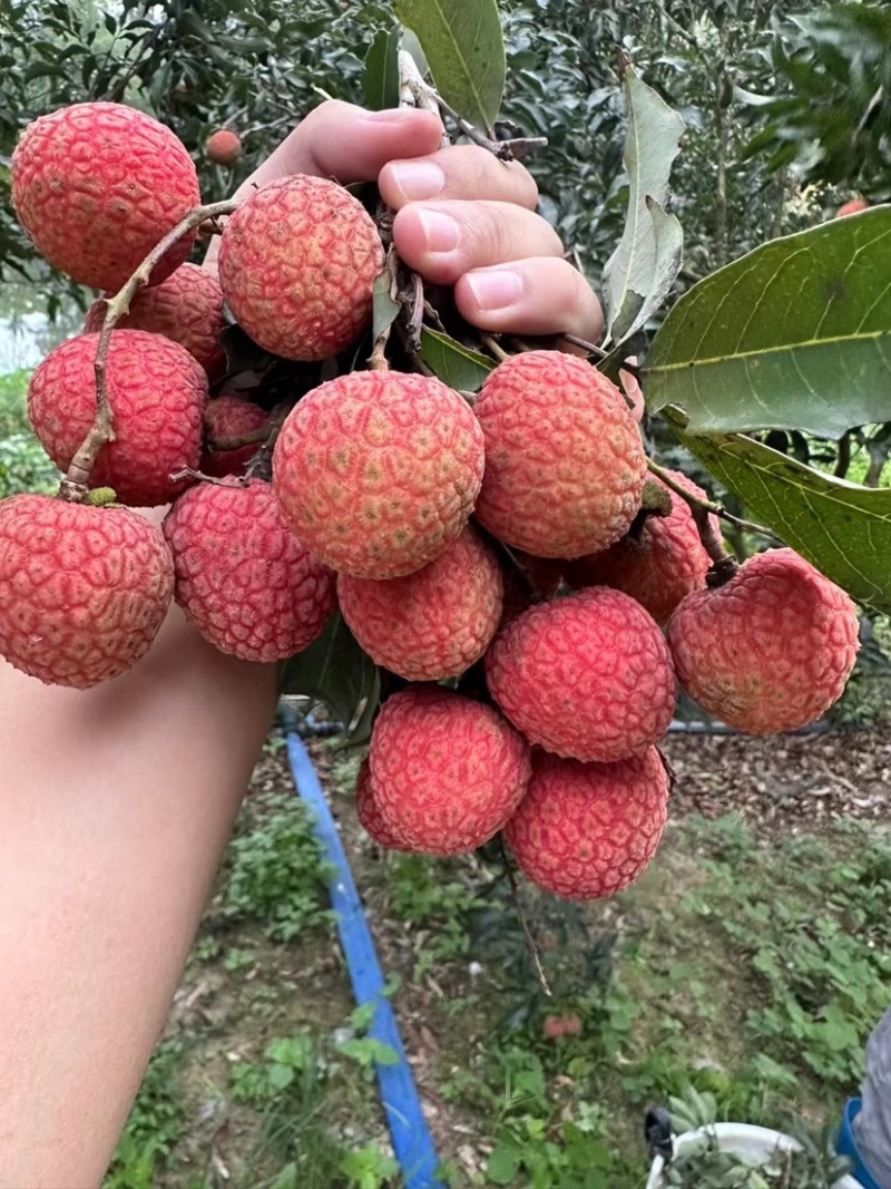 白糖罂荔枝大量上市