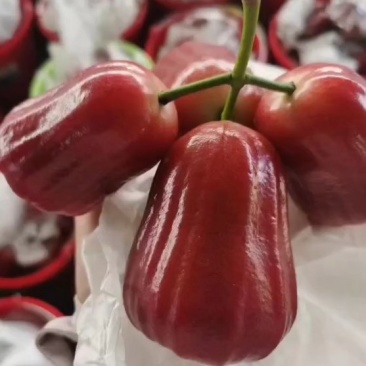 海南文昌黑金刚莲雾欢迎老板过来批发采购