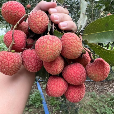 白糖罂荔枝大量上市