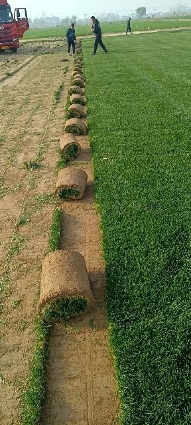 精品早熟禾和高羊茅四季青果岭草剪股颖百慕大马尼拉