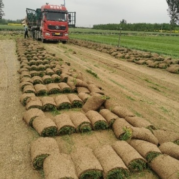 精品早熟禾和高羊茅四季青果岭草剪股颖百慕大马尼拉
