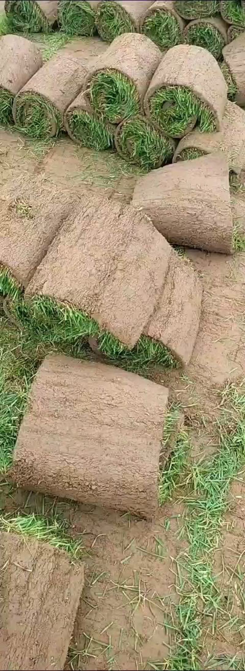 精品早熟禾和高羊茅四季青果岭草剪股颖百慕大马尼拉
