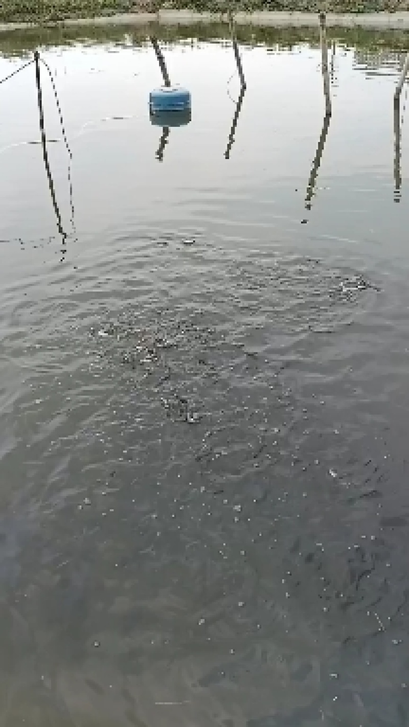 加州鲈鱼苗