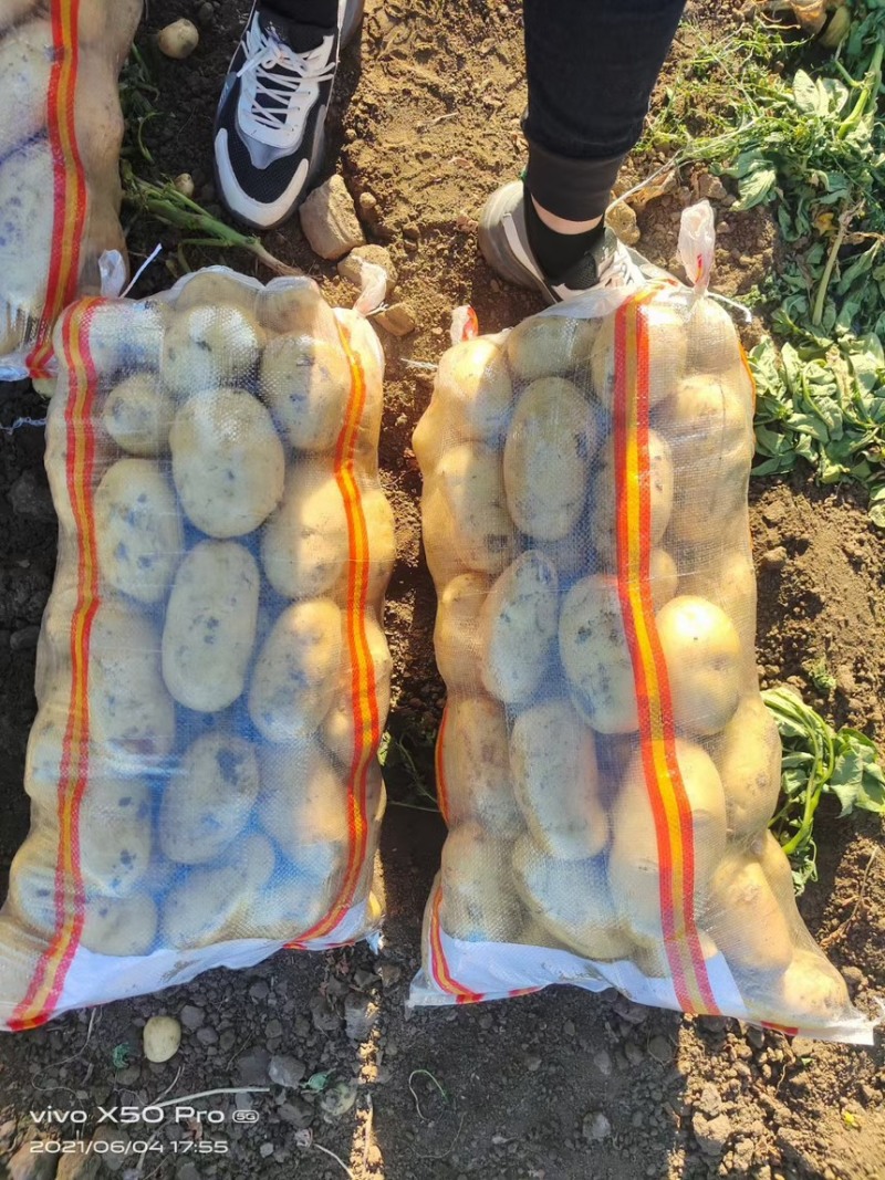 [新鲜黄心土豆]各种规格三两以上，商超优选，诚信代发