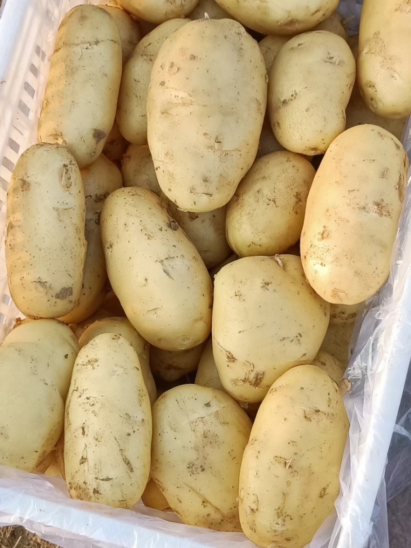 [新鲜黄心土豆]各种规格三两以上，商超优选，诚信代发