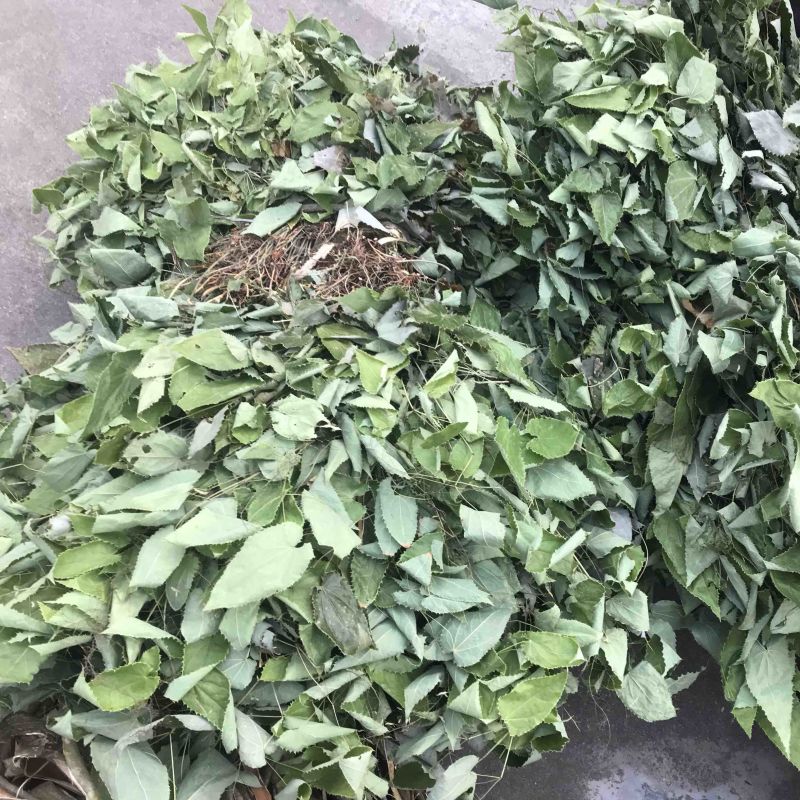 陕南秦岭山脉野生自然生长的淫洋霍干净无根颜色好，精品货源