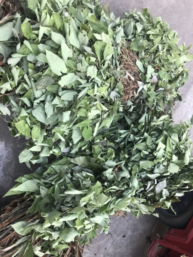 陕南秦岭山脉野生自然生长的淫洋霍干净无根颜色好，精品货源