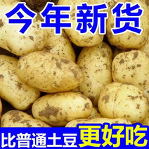 [新鲜黄心土豆]各种规格三两以上，商超优选，诚信代发
