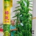 黑芝麻种子白芝麻种子郑芝麻种子100g