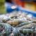 【基围虾】精品生冻南海基围虾货量充足全国可发货咨询