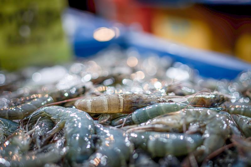 【基围虾】精品生冻南海基围虾货量充足全国可发货咨询