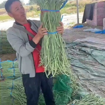 精品长豆角