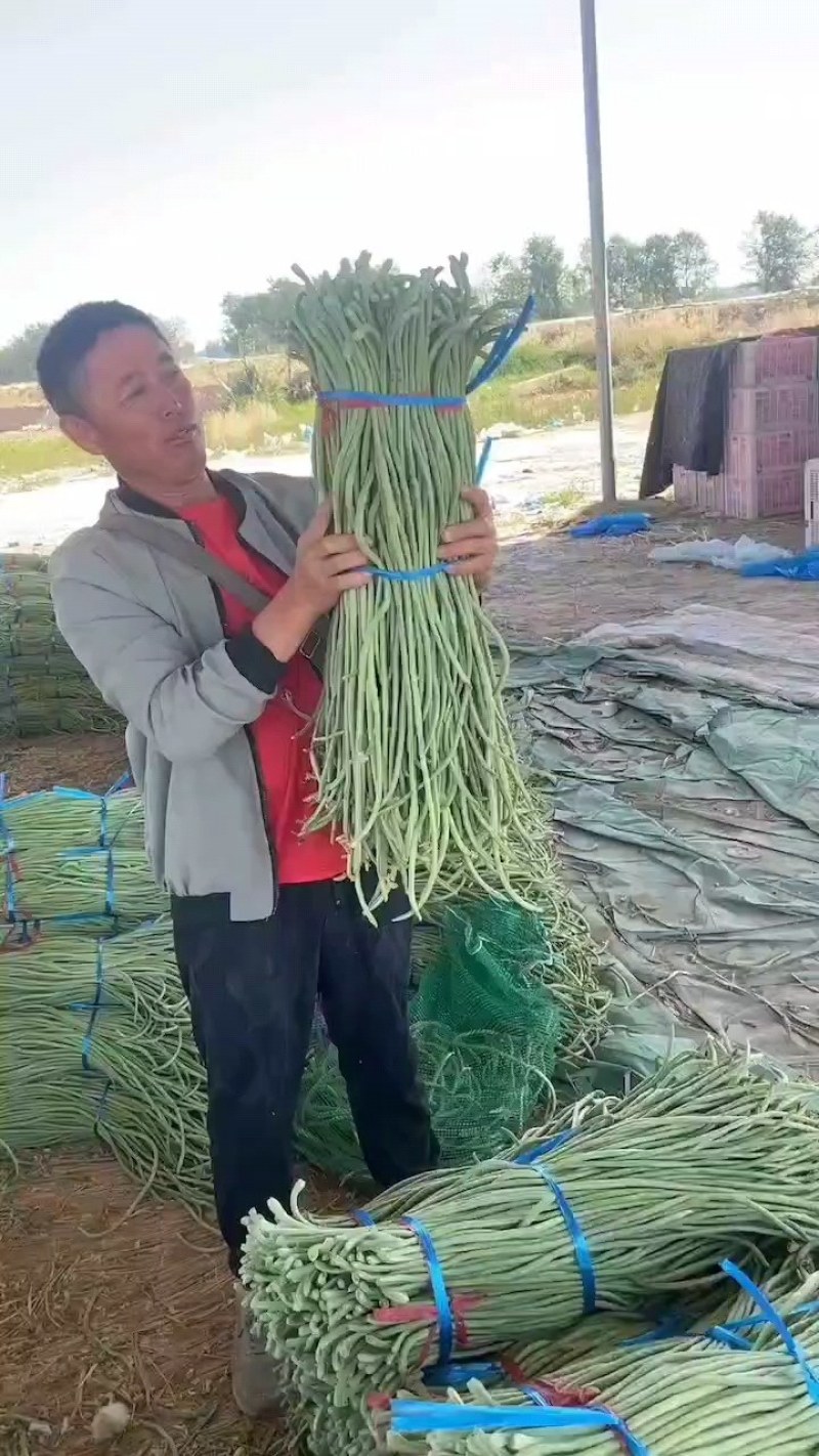 精品长豆角
