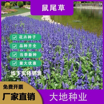 宿根鼠尾草种子蓝花多年生芳香花卉香草阳台庭院花种子盆栽盆