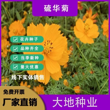 硫华菊种子批发春播黄波斯菊花种子四季种易活硫化菊庭院室外