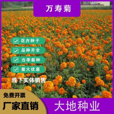万寿菊种子，菊花种子臭芙蓉花种籽景观绿化花海花卉种子批发