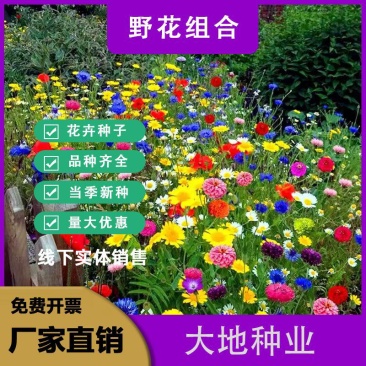 耐寒花种多年生野花组合种子四季开花波斯菊花籽庭院易种活室