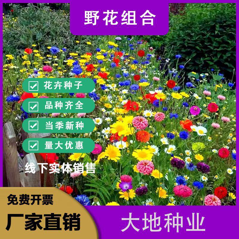 耐寒花种多年生野花组合种子四季开花波斯菊花籽庭院易种活室