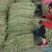 精品长豆角