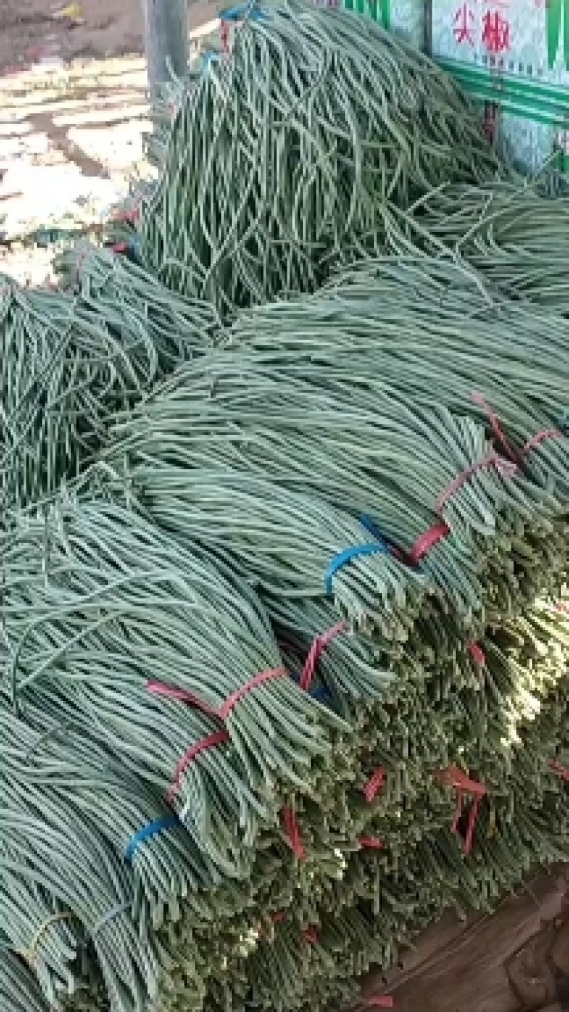 精品长豆角
