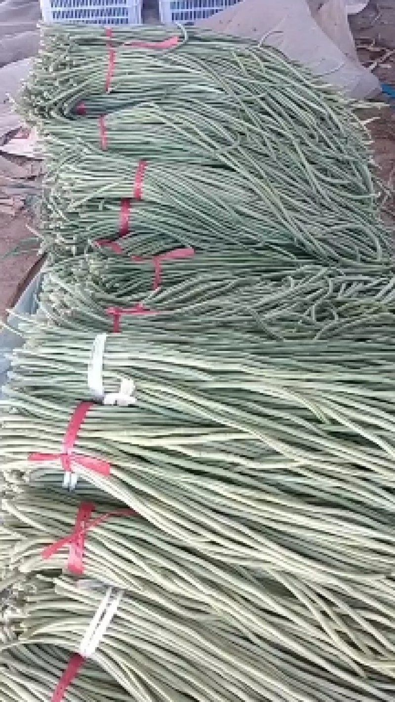 精品长豆角