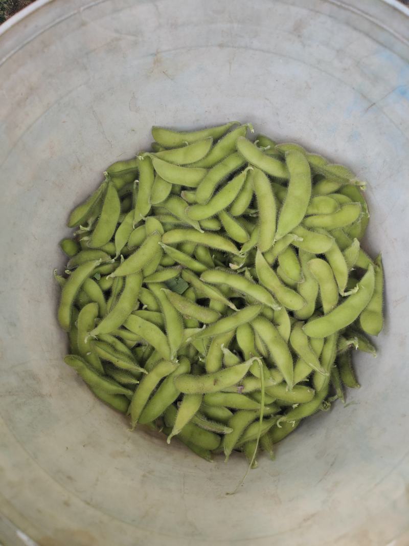 精品毛豆