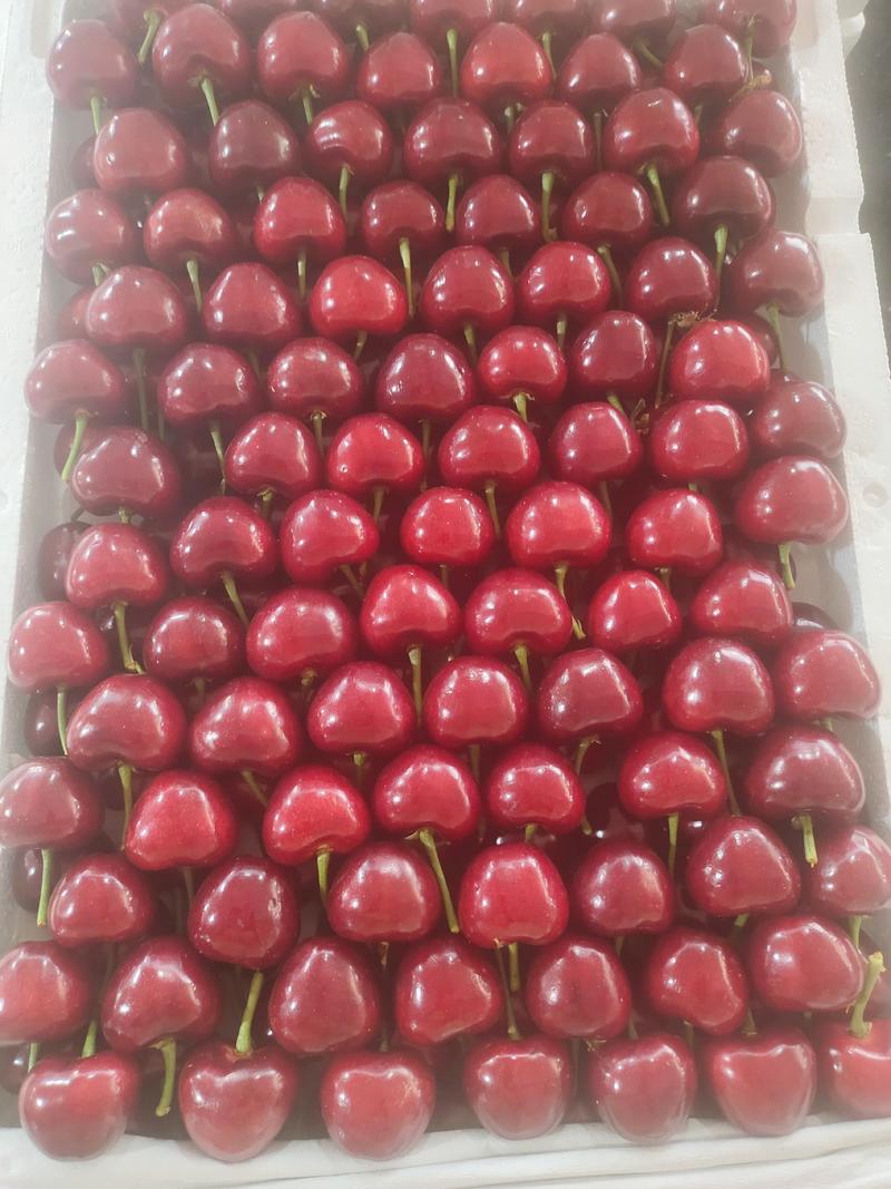 美早大樱桃15~20mm，山东暖棚樱桃大量上市了，