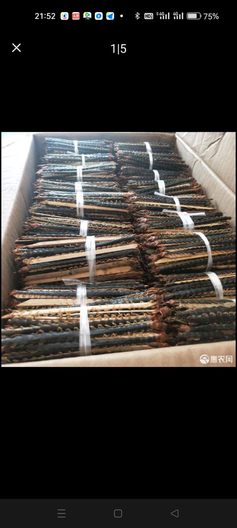 精品红头蜈蚣大量供应可视频看货欢迎来电咨询